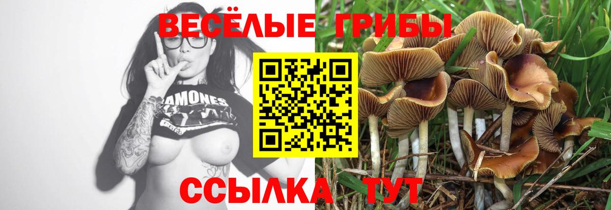 Псилоцибиновые грибы GOLDEN TEACHER Калуга